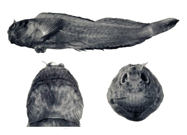 Entomacrodus corneliae