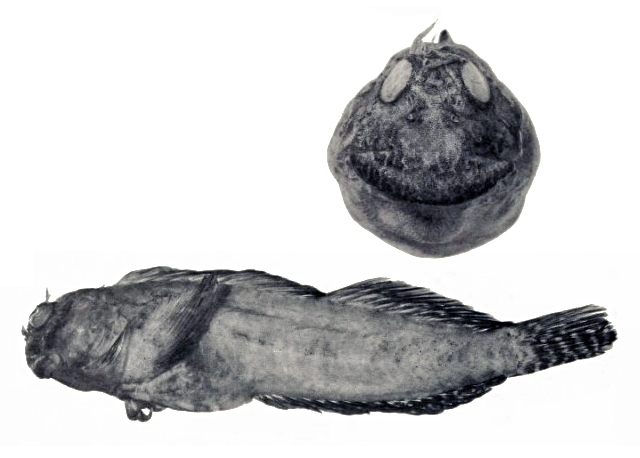 Entomacrodus williamsi