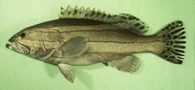 Epinephelus latifasciatus