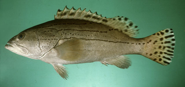 Epinephelus latifasciatus