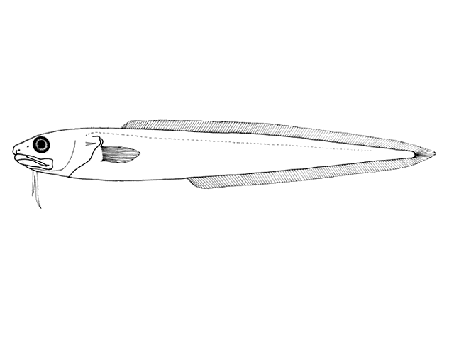 Genypterus brasiliensis