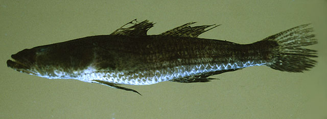 Psammogobius biocellatus