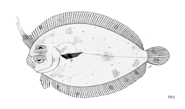 Grammatobothus krempfi