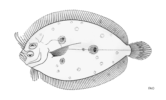 Grammatobothus pennatus