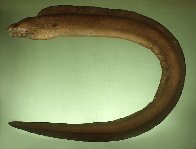 Gymnothorax albimarginatus