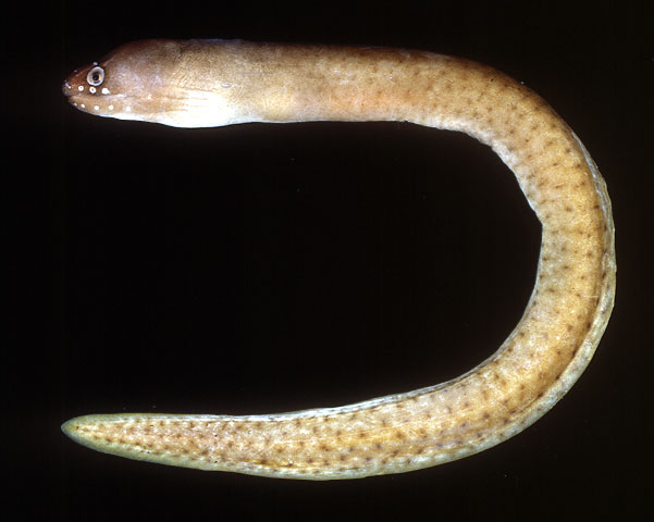 Gymnothorax fuscomaculatus