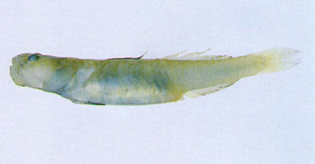 Gymnogobius macrognathos