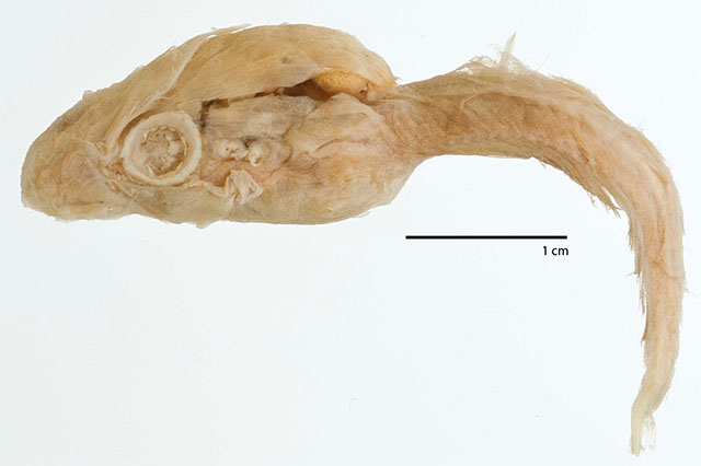 Gyrinichthys minytremus