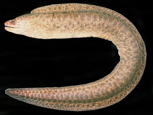 Gymnothorax pseudothyrsoideus