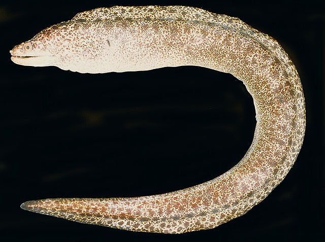 Gymnothorax pseudothyrsoideus