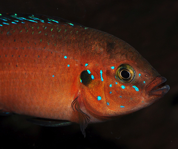 Rubricatochromis exsul