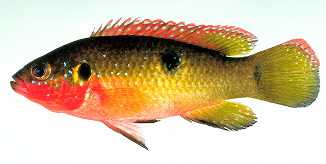 Rubricatochromis letourneuxi