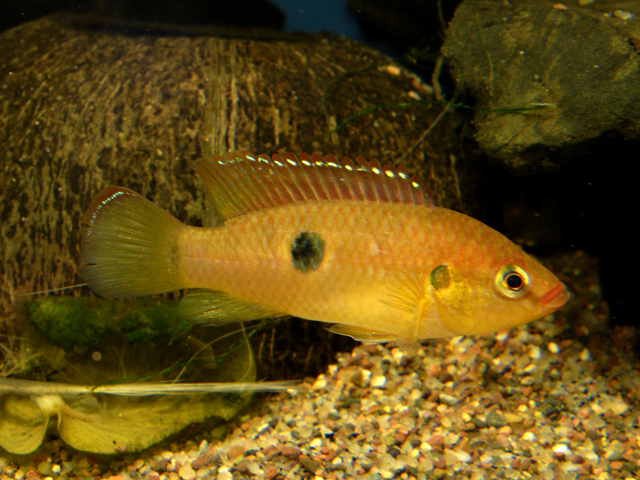 Rubricatochromis letourneuxi