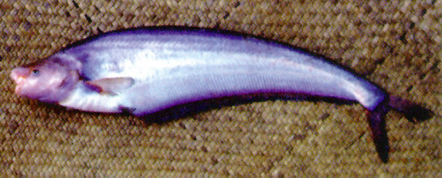 Hemisilurus mekongensis