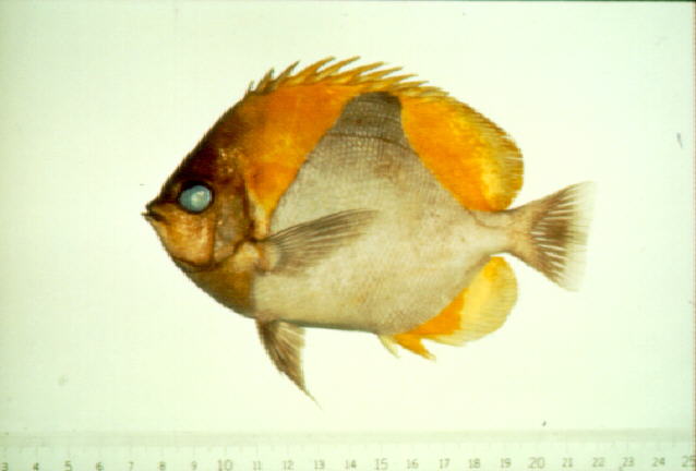 Hemitaurichthys polylepis