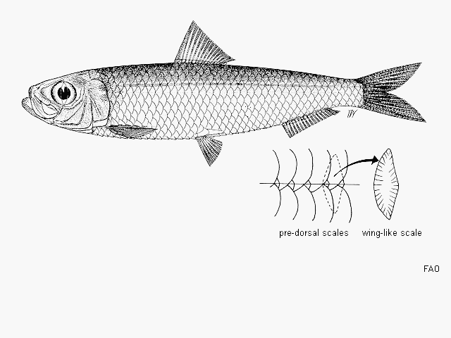 Herklotsichthys quadrimaculatus