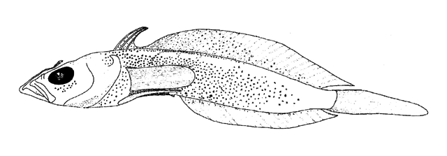 Histiodraco velifer