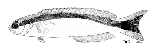 Hoplolatilus marcosi