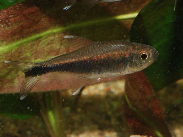 Hyphessobrycon clavatus