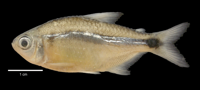 Hyphessobrycon ocasoensis