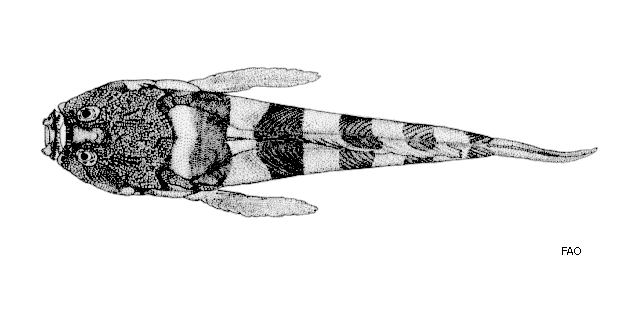 Ichthyscopus fasciatus