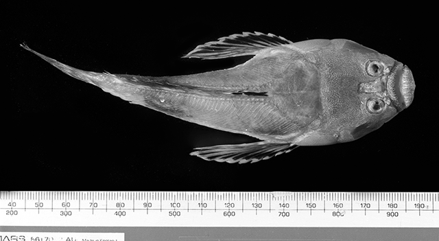 Ichthyscopus nigripinnis