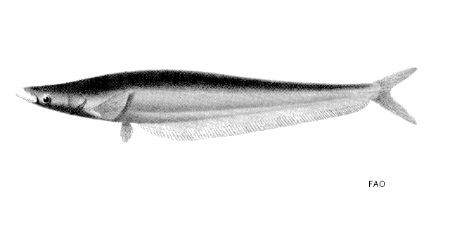 Phalacronotus apogon