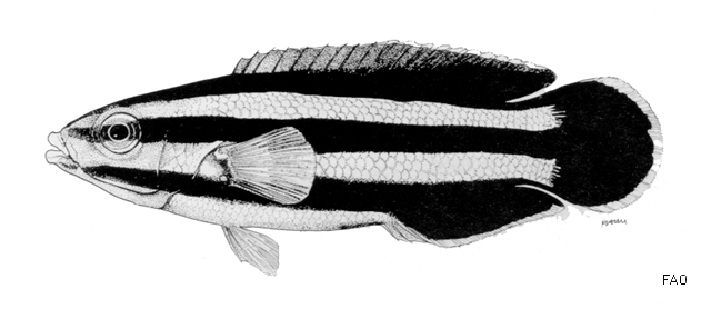 Labropsis australis