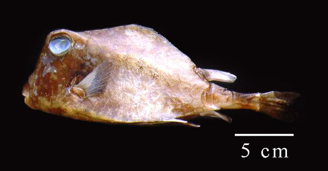 Lactophrys bicaudalis