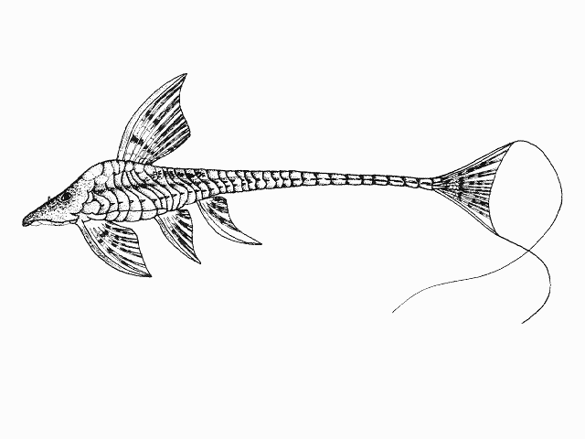 Lamontichthys maracaibero
