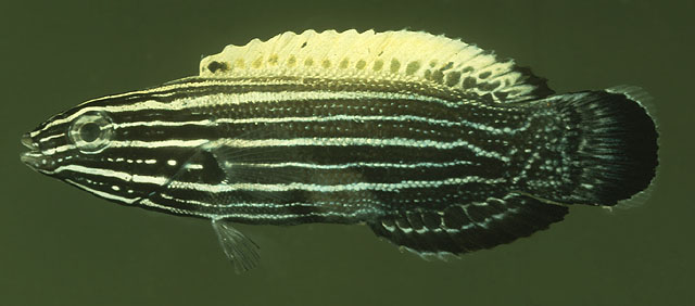Labropsis xanthonota