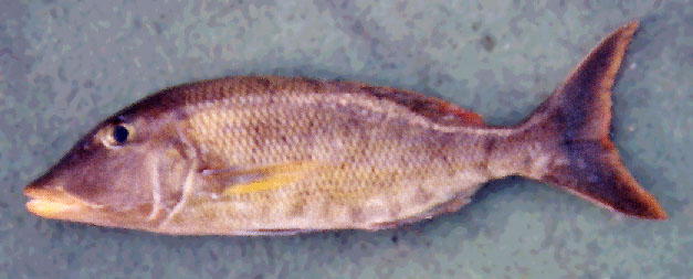 Lethrinus amboinensis