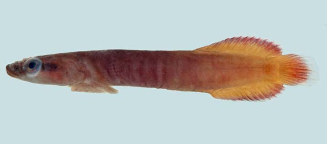 Lepadichthys frenatus