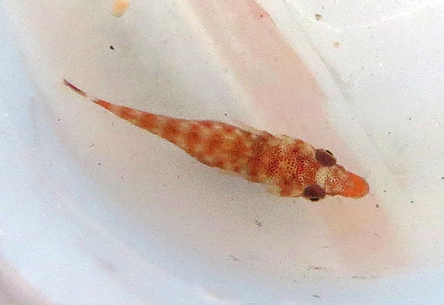 Lecanogaster gorgoniphila