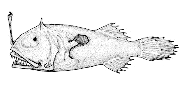 Leptacanthichthys gracilispinis