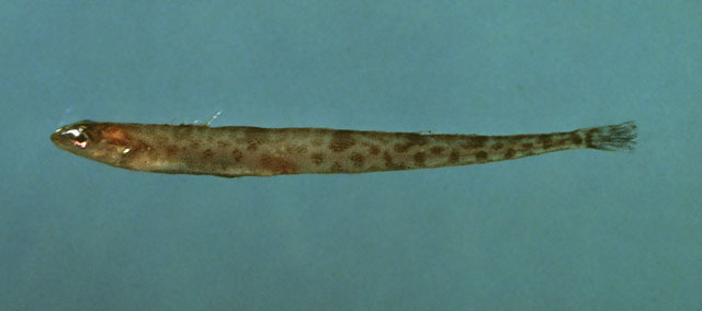 Leptoclinus maculatus