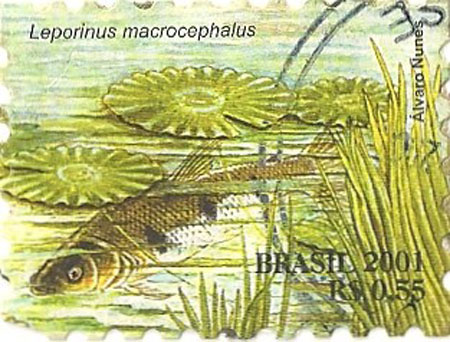 Megaleporinus macrocephalus