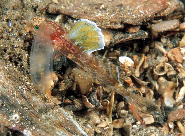 Lebetus scorpioides