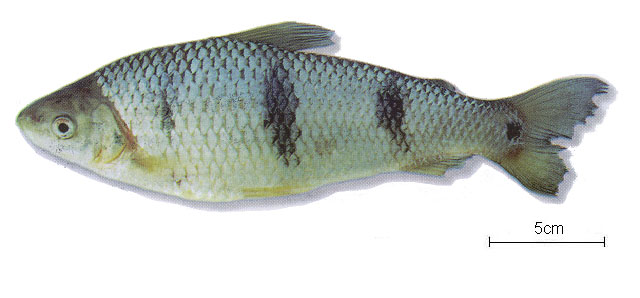 Megaleporinus trifasciatus