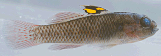Lophogobius cristulatus