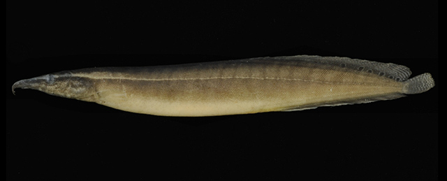 Macrognathus dorsiocellatus