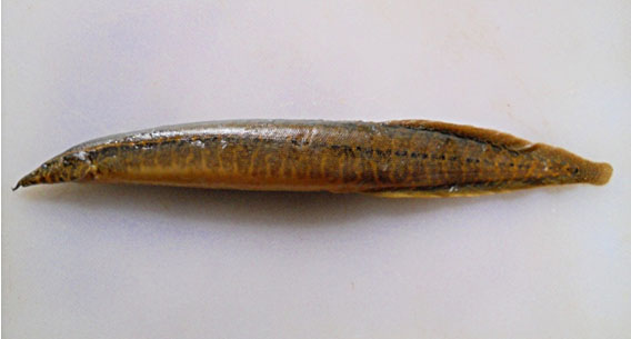 Macrognathus fasciatus