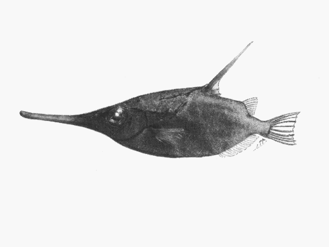 Macroramphosus scolopax