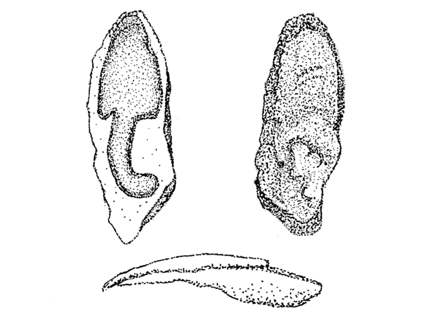 Menticirrhus americanus