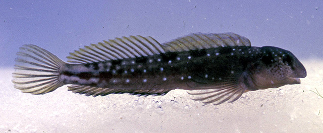 Microlipophrys bauchotae