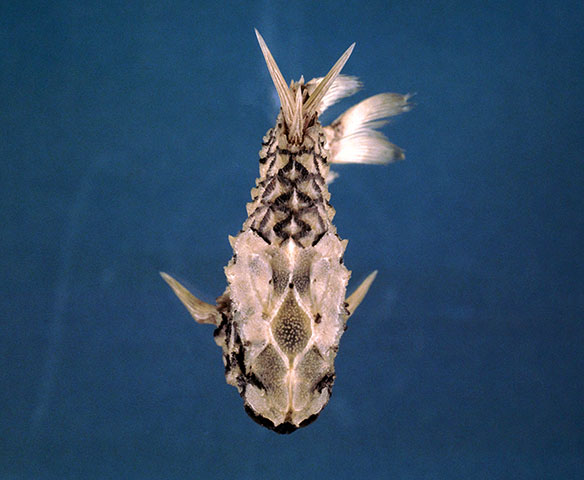 Monocentris japonica