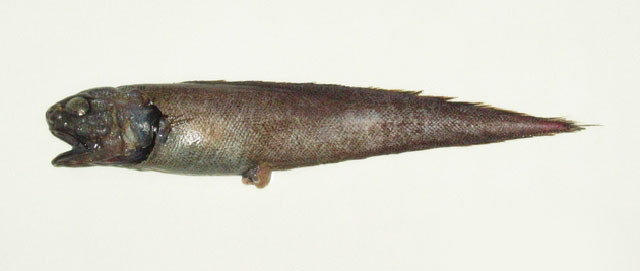 Monomitopus kumae