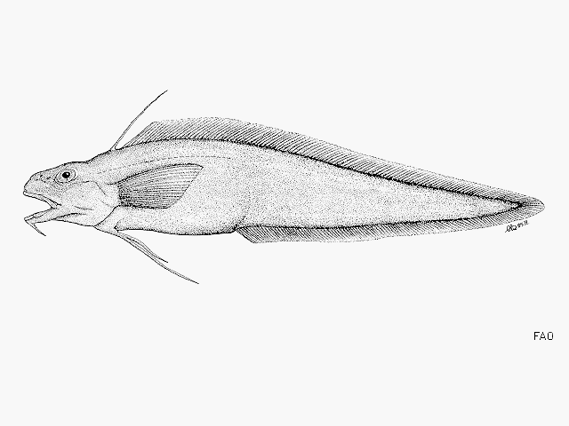 Notomuraenobathys microcephalus