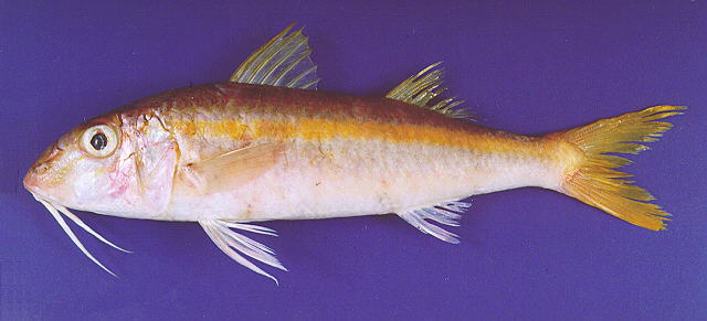 Mulloidichthys vanicolensis