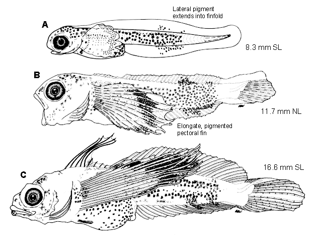 Nautichthys oculofasciatus